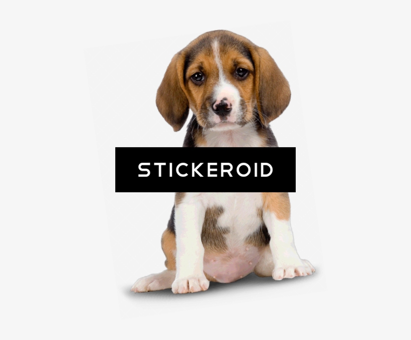 Puppy - Cute Dog Hd Png, transparent png