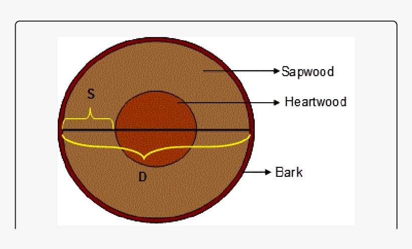 Cross Section Of A Typical Tree Trunk - Open Source, transparent png