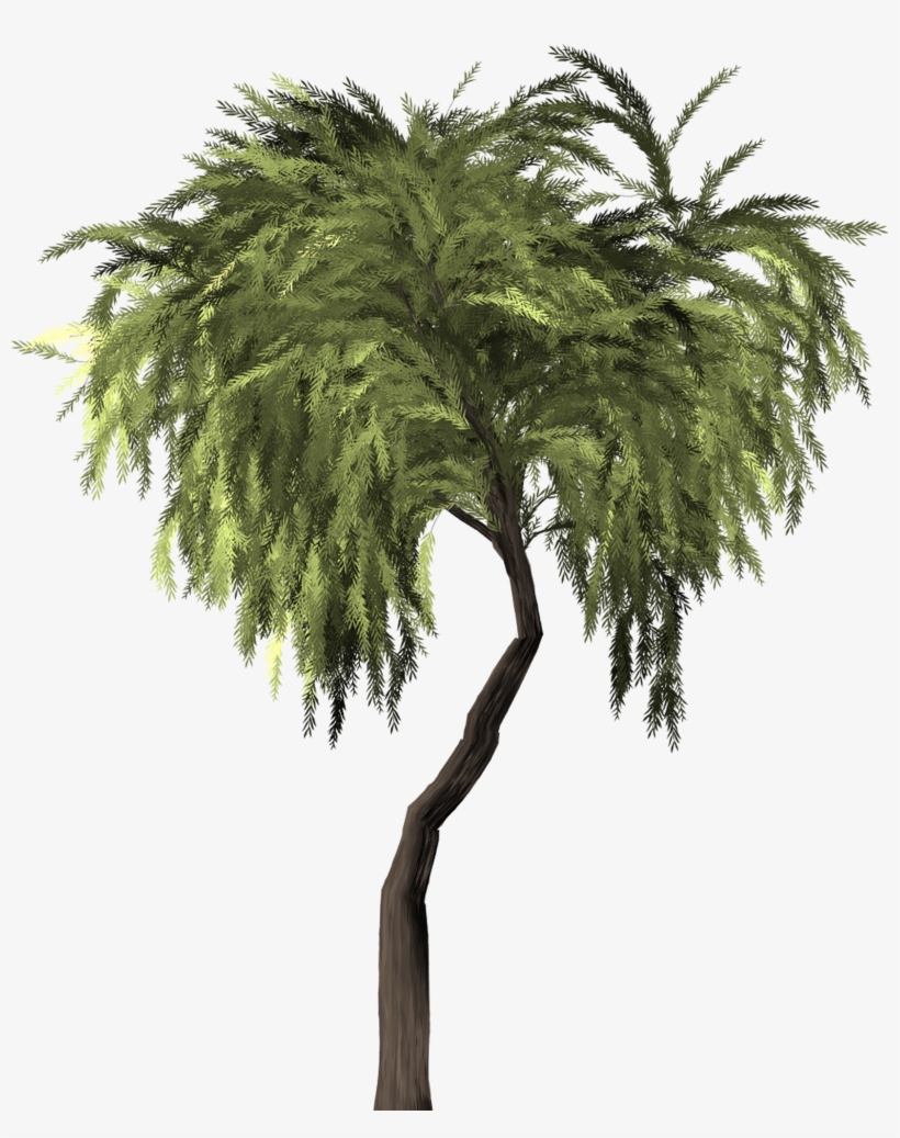 Willow Tree Weeping Willow Willow 1480307 - Willow, transparent png