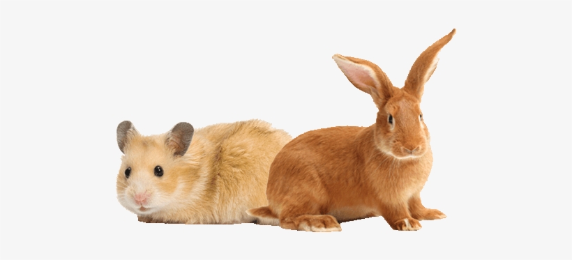 Our Small Animal Shop - Transparent Pet Banners, transparent png