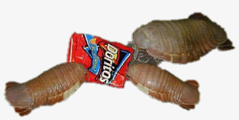 Horseshoe Crab What They Eat, transparent png