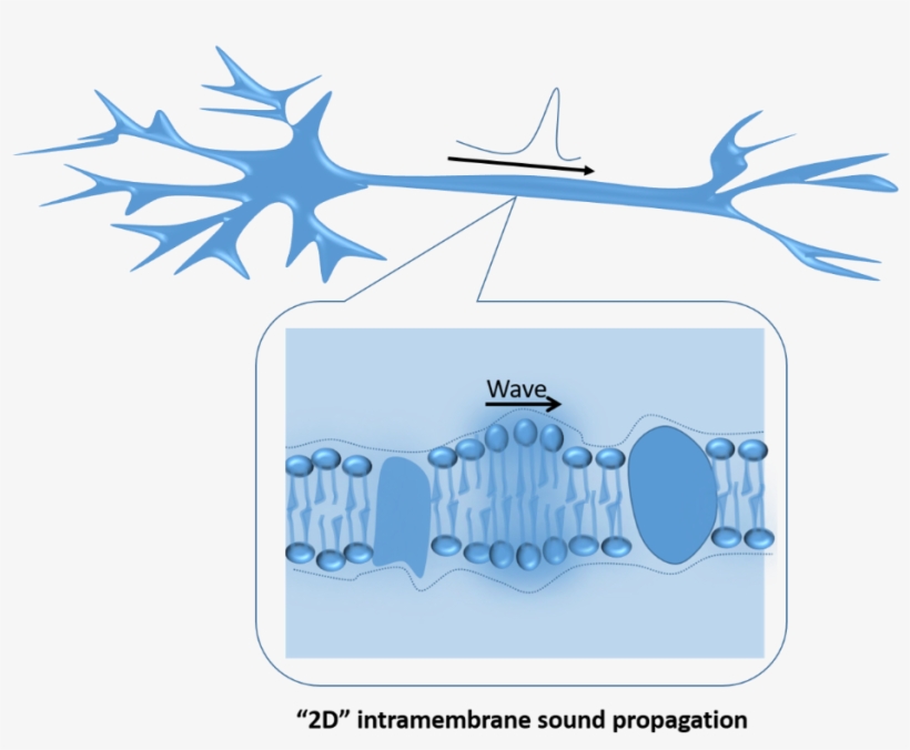 Wave, transparent png