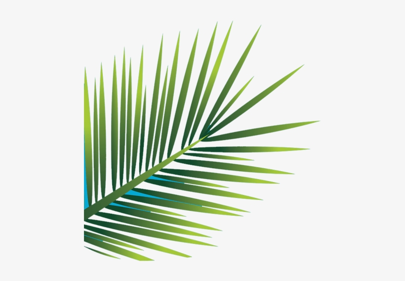 Palm-leaf - Saw Palmetto, transparent png