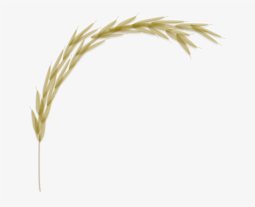 Manually Curated Rice Protein Database - Database, transparent png