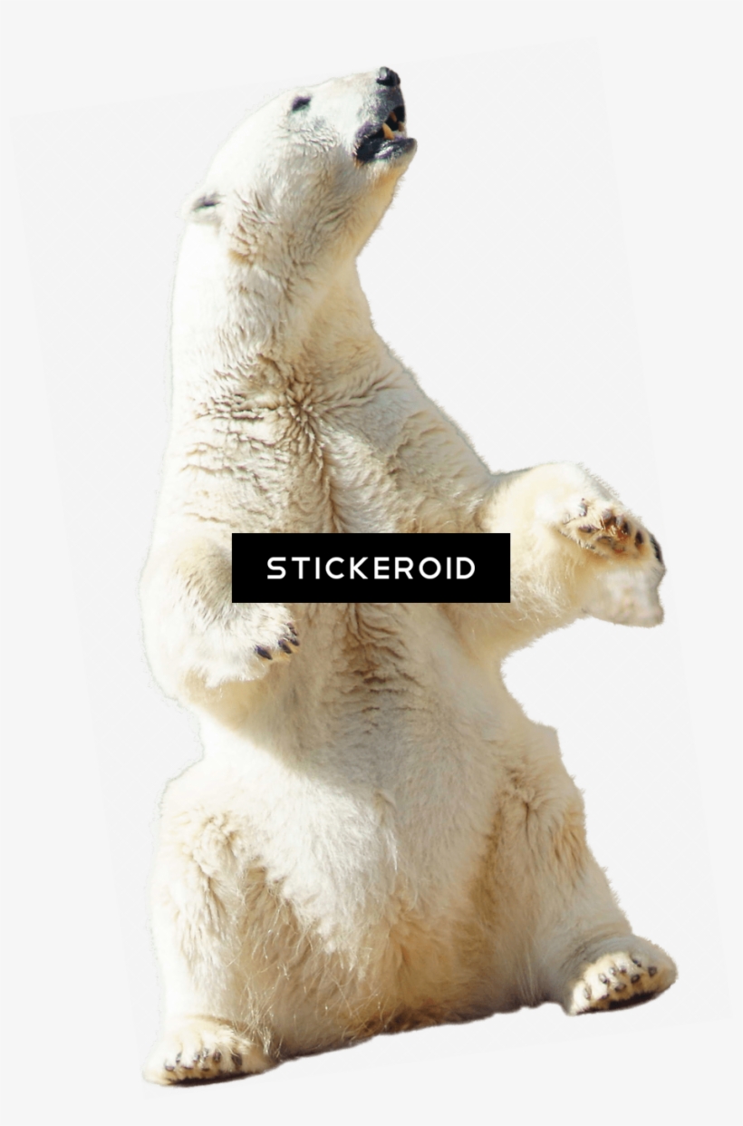 Polar Bear Sitting - Eisbär, Der Oben Sitzt Postkarte, transparent png
