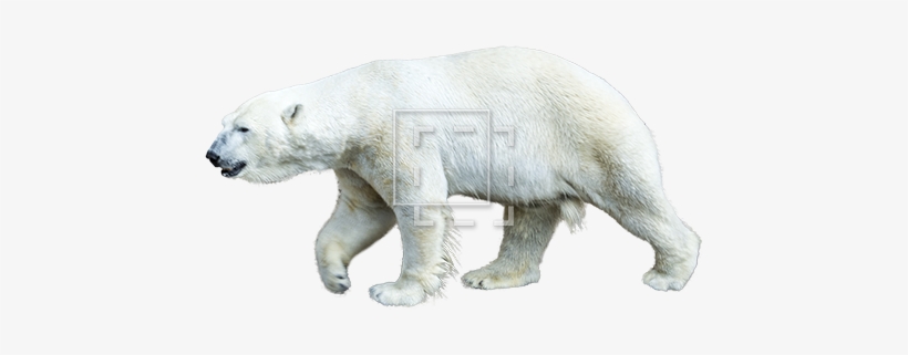 Polar Bear, transparent png
