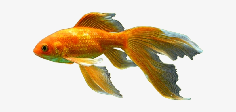 Goldfish, transparent png