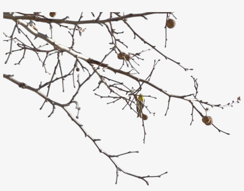 Image Gallery For - Twig, transparent png