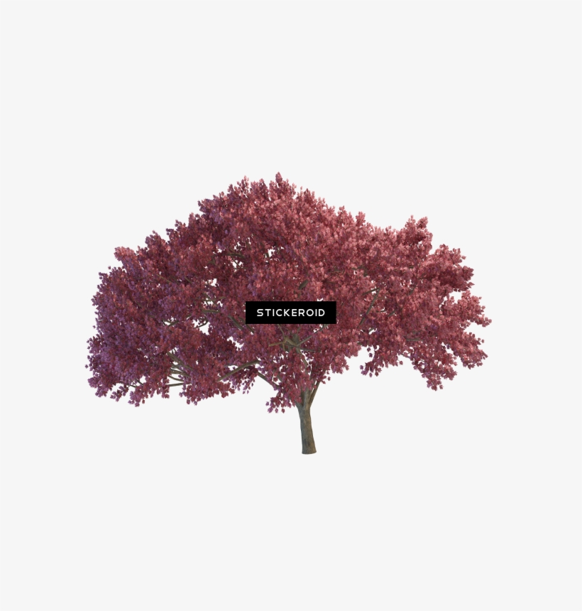 Cherry Tree - Weeping Cherry Tree, transparent png