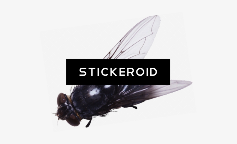 Fly - 임재범 Story Of Two Years, transparent png