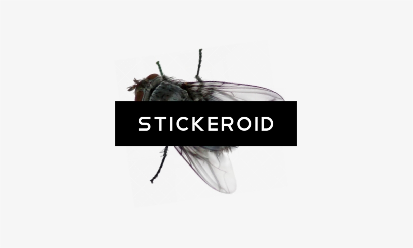 Fly, transparent png