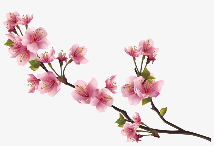 Sticker Mural - Branche De Cerisier - 40x19 Cm - Wall-art.fr, transparent png