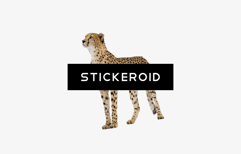 Cheetah, transparent png
