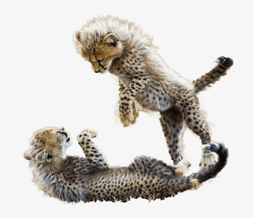 Cutout - Cheetah - 1600x900 PNG Download - PNGkit