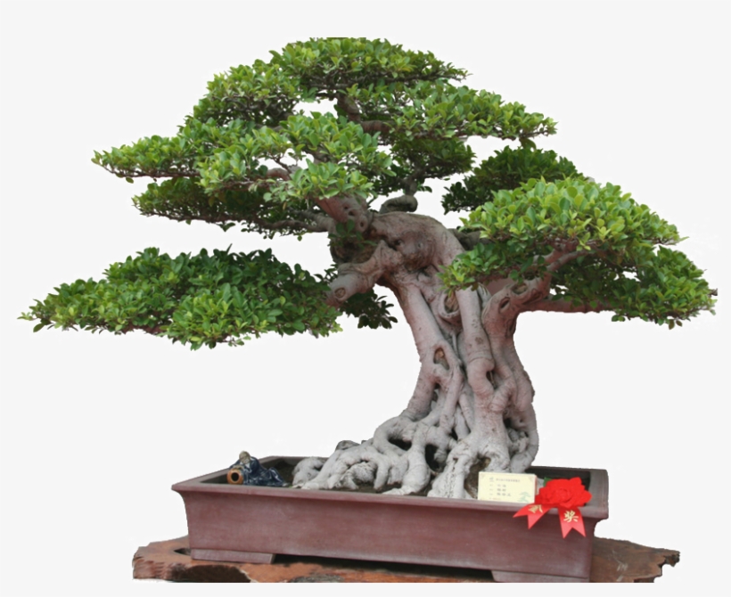 Potted Green Plant Elements - Bonsai, transparent png