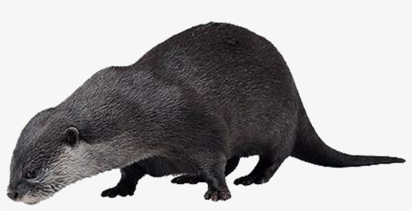 Otter Png Hd - Sea Otter Png, transparent png