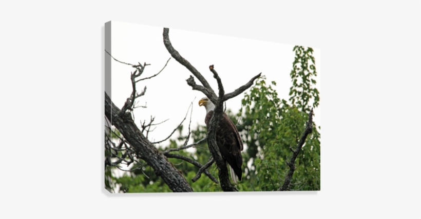 Fierce Bald Eagle Canvas Print - Bald Eagle, transparent png