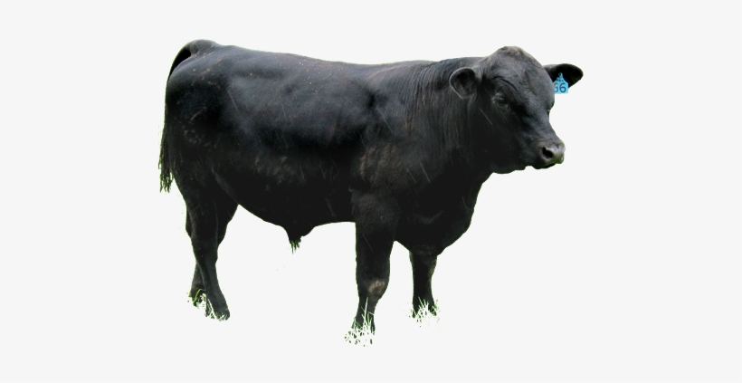 Angus Cattle Png - Angus Png, transparent png