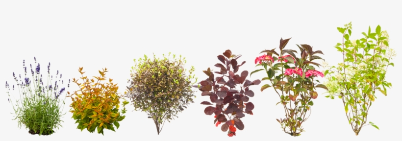 Flora, Plants - Riberry, transparent png