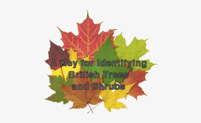 19 Apr - Canadian Maple Leaves Mug, transparent png