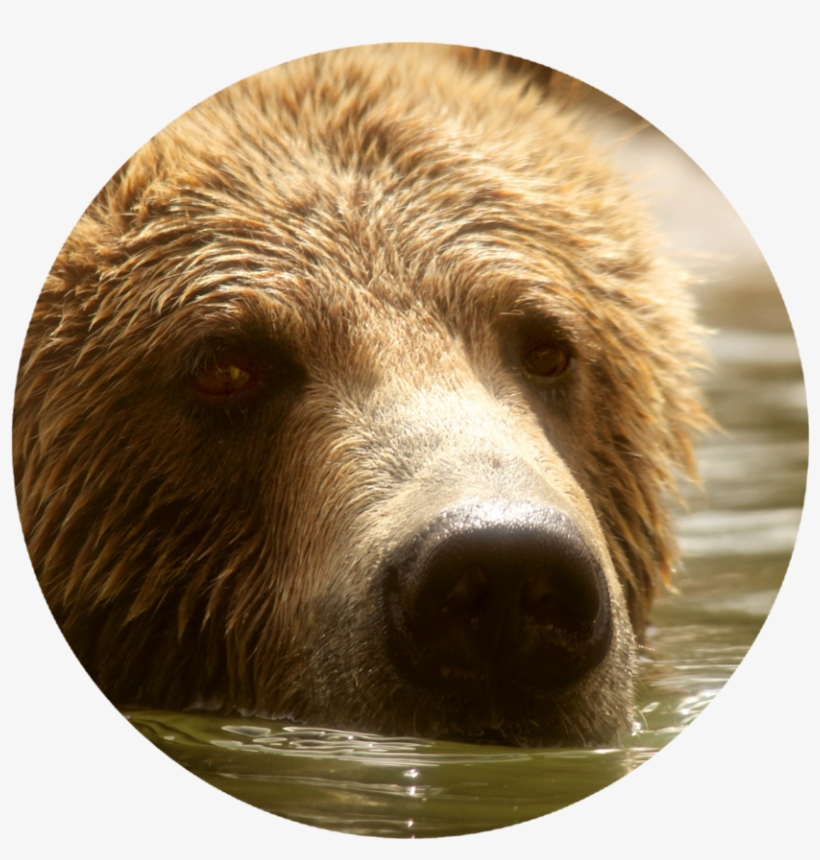 The Report Of The Board Of Inquiry Presents The Current - Alaska Peninsula Brown Bear, transparent png