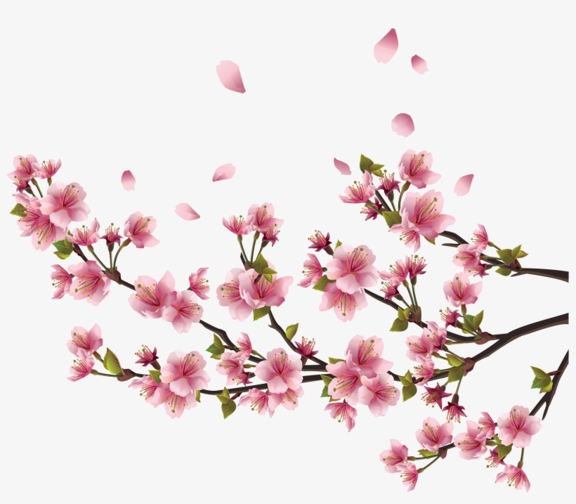 Adesivo De Parede Flor De Cerejeira Sakura - P 94x64cm, transparent png