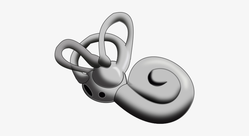 Inner Ear - Inner Ear Png, transparent png