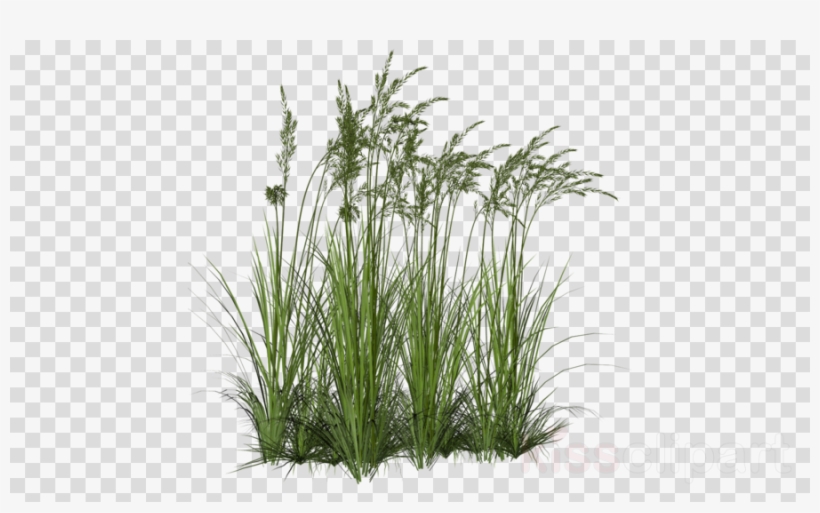 Plants Png Clipart Flowering Pot Plants Shrub - Swamp Plants Png, transparent png