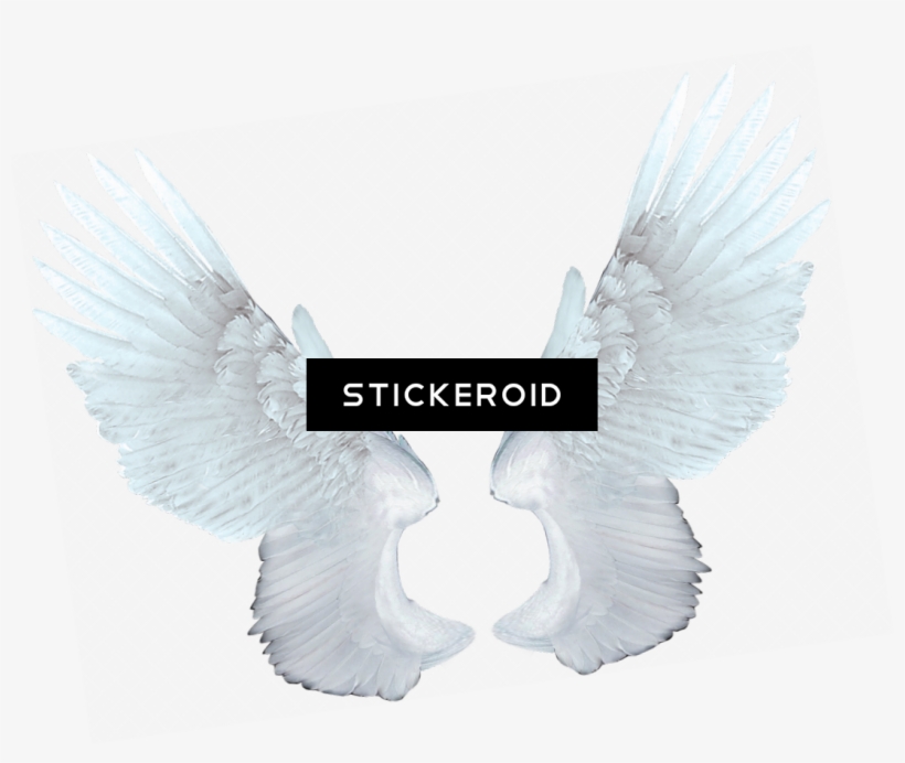 White Angel Wings - Eagle, transparent png
