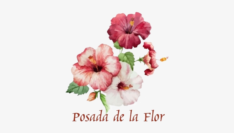 Flower Drawing In Colour, transparent png