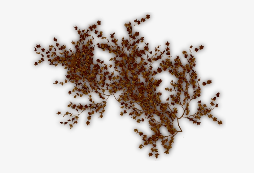 09 317k Creepers Dry G 06 Feb 2009 - Brown Vines Png, transparent png