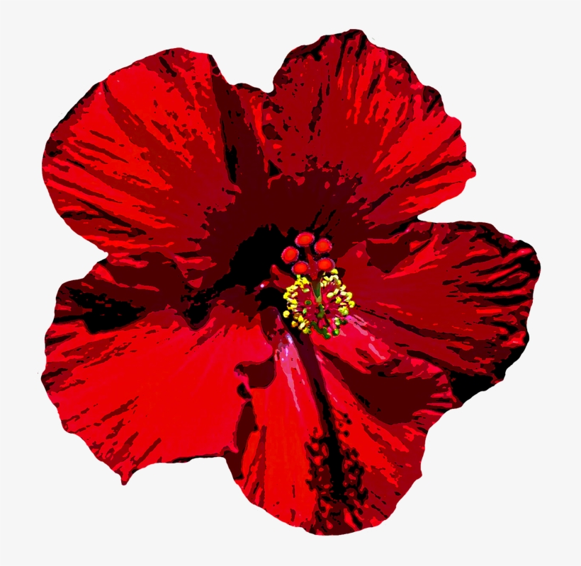 Hibiscus Clipart Bloom - Мальва Пнг, transparent png