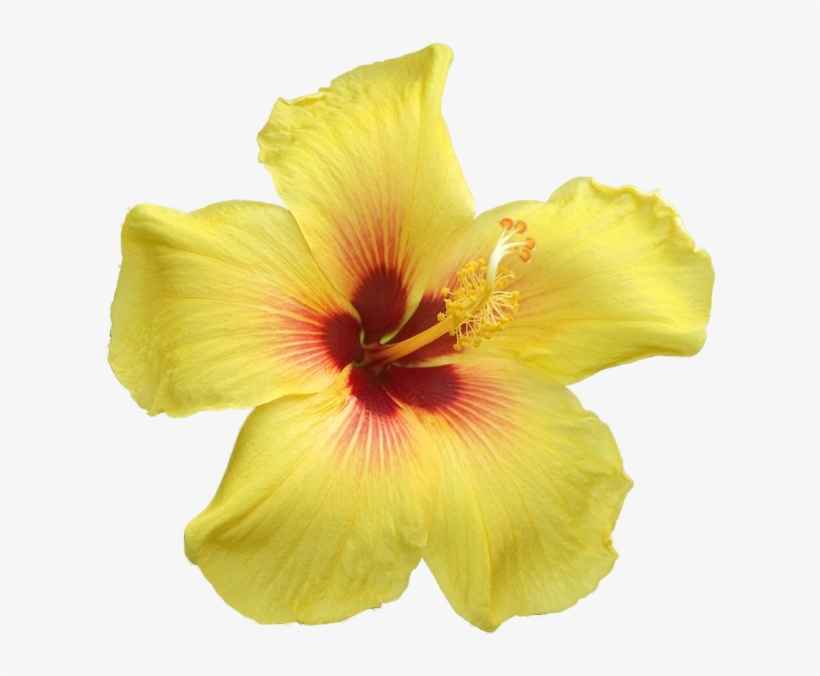 Yellow Hibiscus - Big Yellow Flowers Png, transparent png