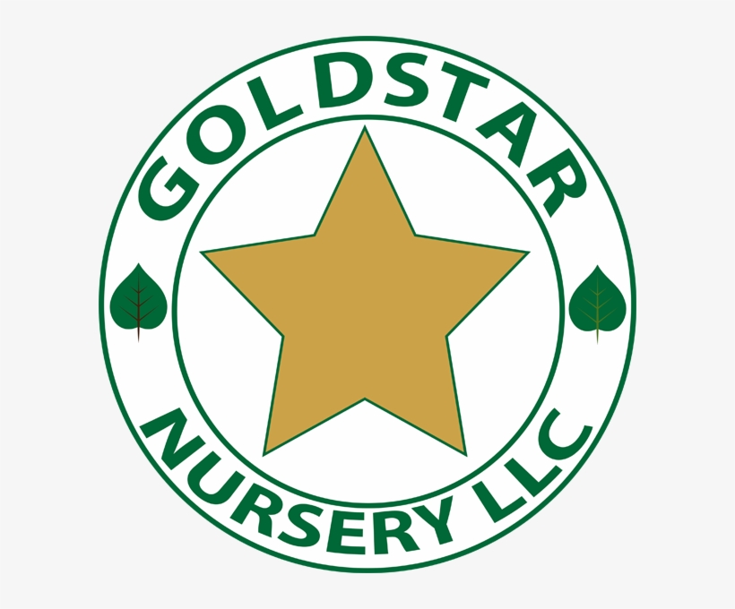 Download Transparent Gold Star Nursery Product PNGkit