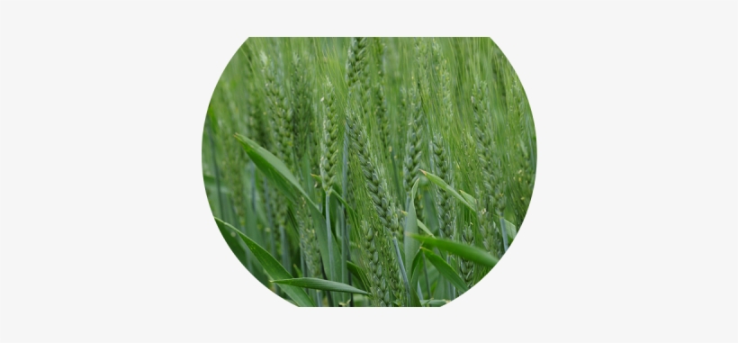Downloads - Wyalkatchem, transparent png