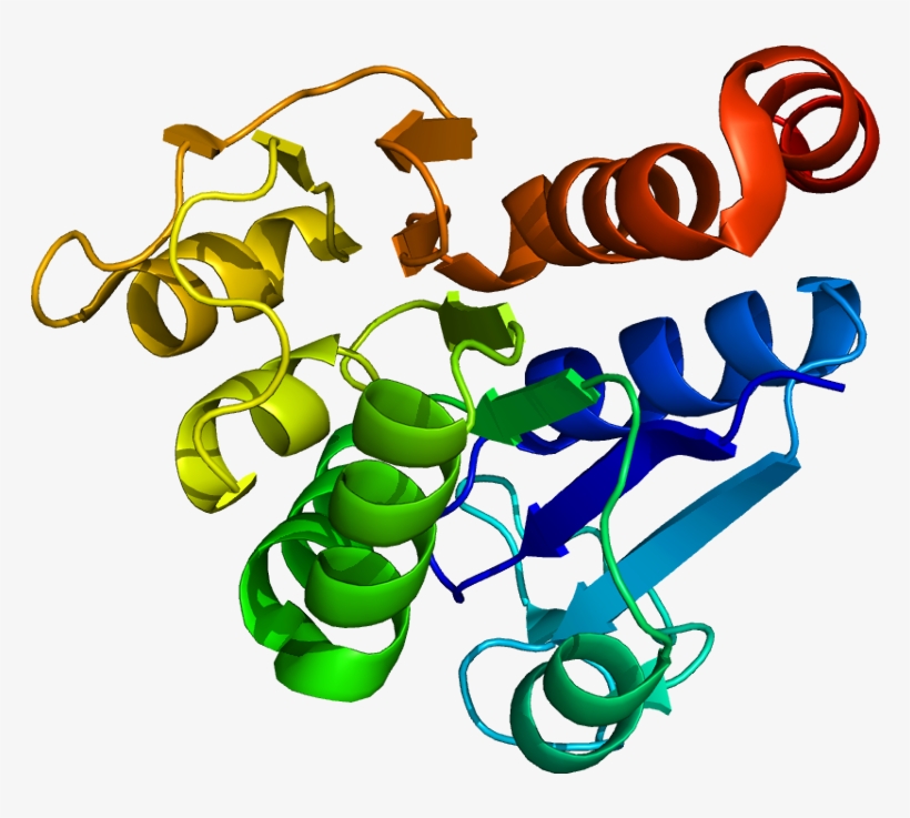 Dj 1 Protein, transparent png