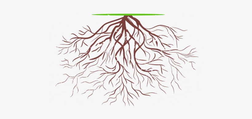 Root To Rise Coaching Helps You Create The Roots And - Hình Vẽ Rễ Cây, transparent png