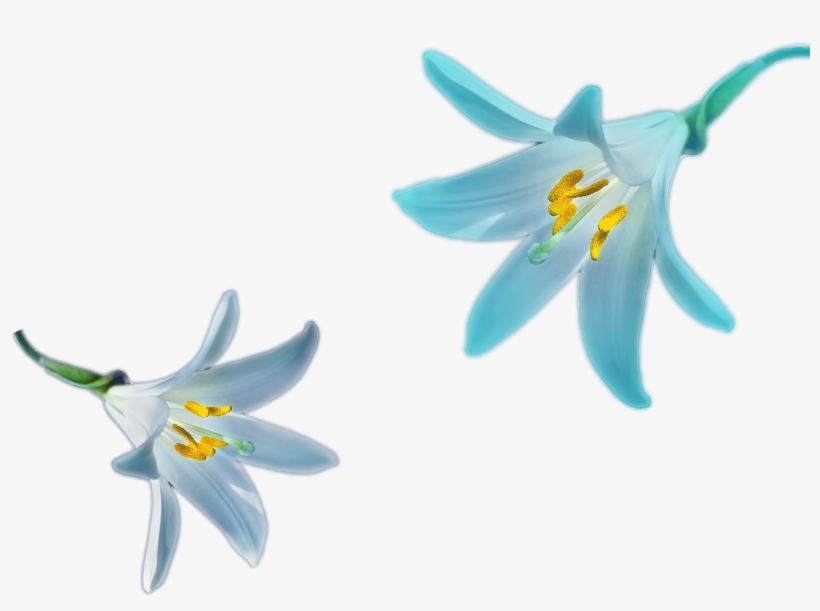 Blur Lily Flower Png Blur Color Nature Png File Png - Perfectlybloomed Real Floral Jewelry, Real Flower Jewelry,, transparent png