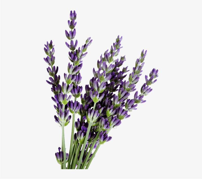 Lavender For Sale - Kerstin Florian Lavender Dreams Experience, transparent png