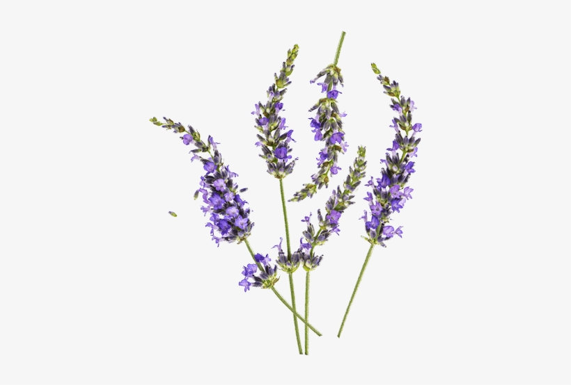 Lavender - Lavender Png, transparent png
