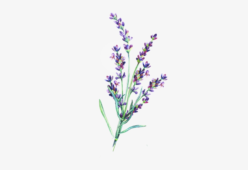 Lavender Essential Oil - Lavender Stem Transparent Png, transparent png