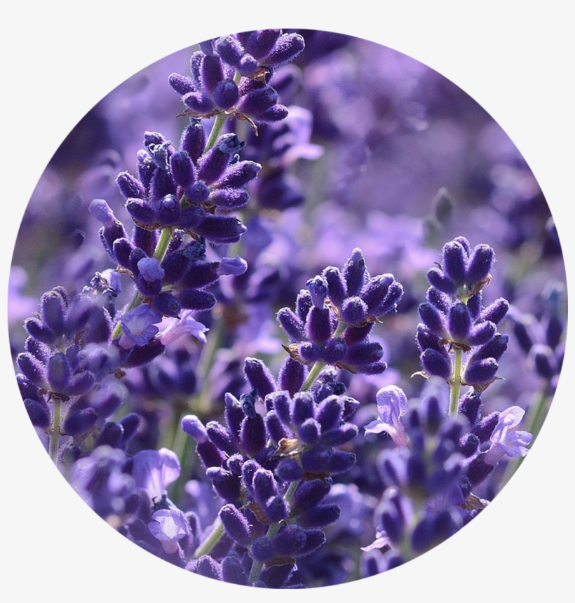 Essential Oils - - Honey: The Nature's Gold [book], transparent png