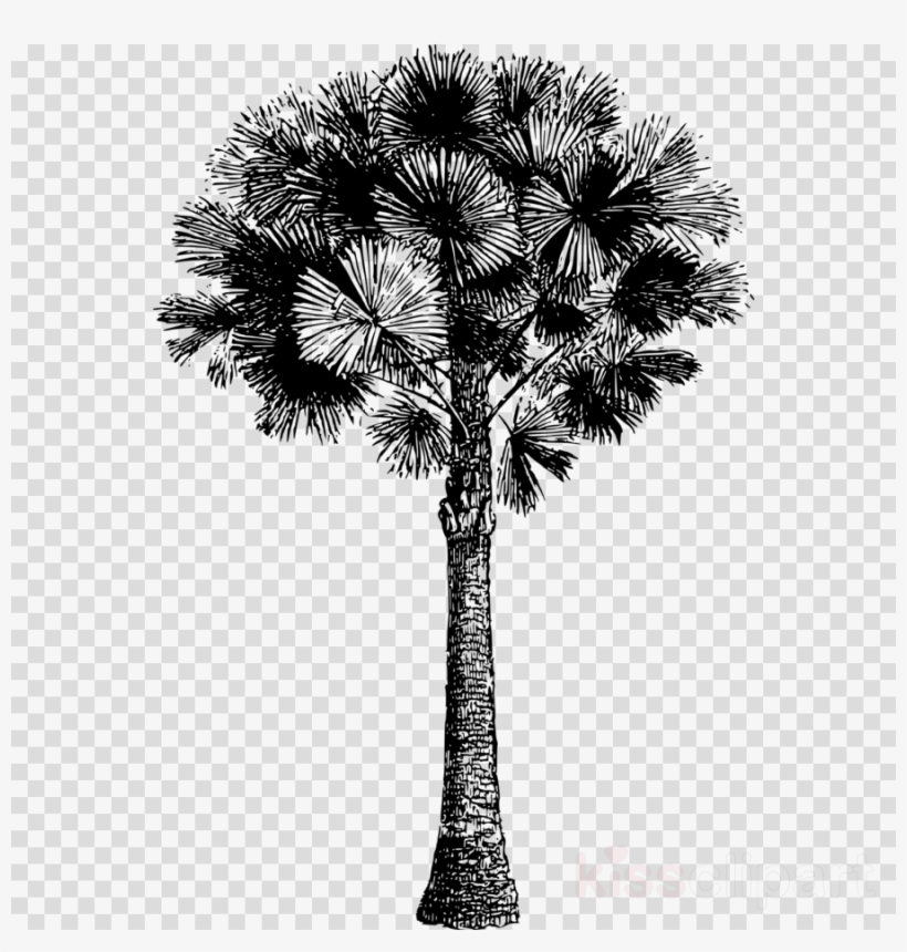 Download Freepost Clipart Asian Palmyra Palm Palm Trees - Blutflecken, transparent png