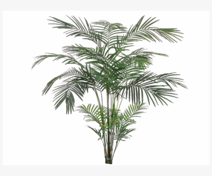 7' Tropical Areca Palm X4 With 705 Leaves - Silk Plants Direct Areca Palm Tree - Green - Pack Of, transparent png
