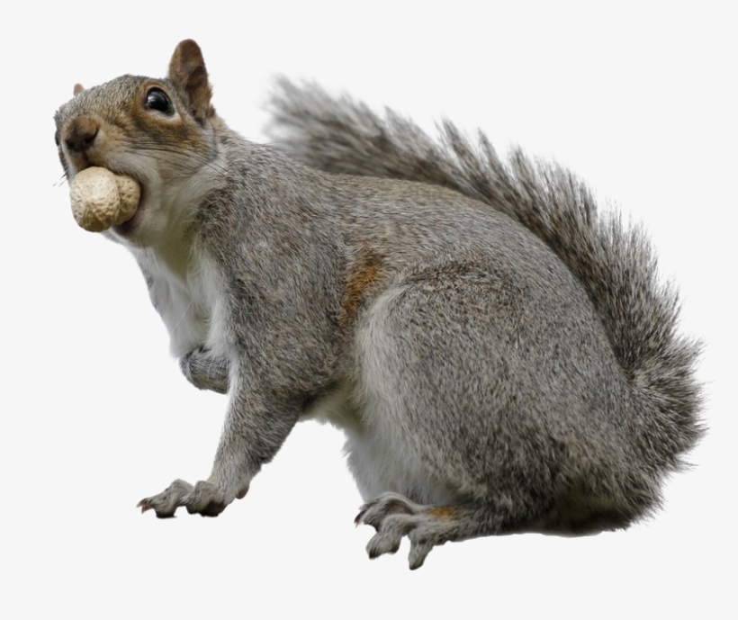 Squirrel Download Transparent Png Image - Portable Network Graphics, transparent png
