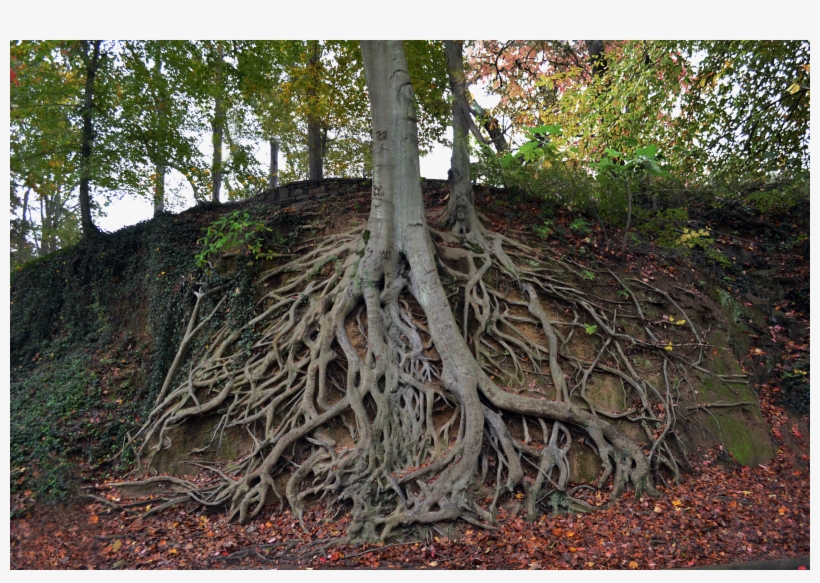 Tree Roots In Ground Stock Photo 0147 Png Serious By - Liberty Bridge At Falls Park On The Reedy, transparent png
