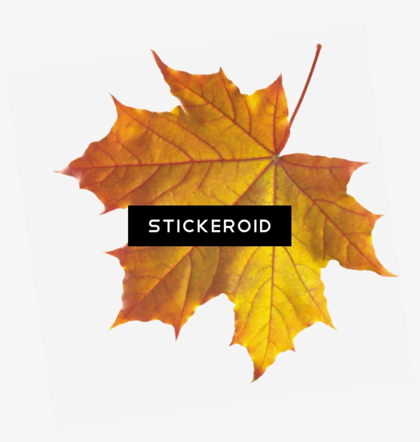 Realistic Autumn Fall Leaves - Transparent Background Autumn Leaf Png, transparent png