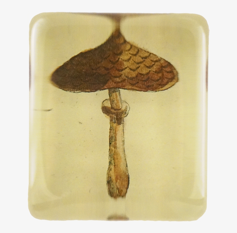 Mushroom, transparent png