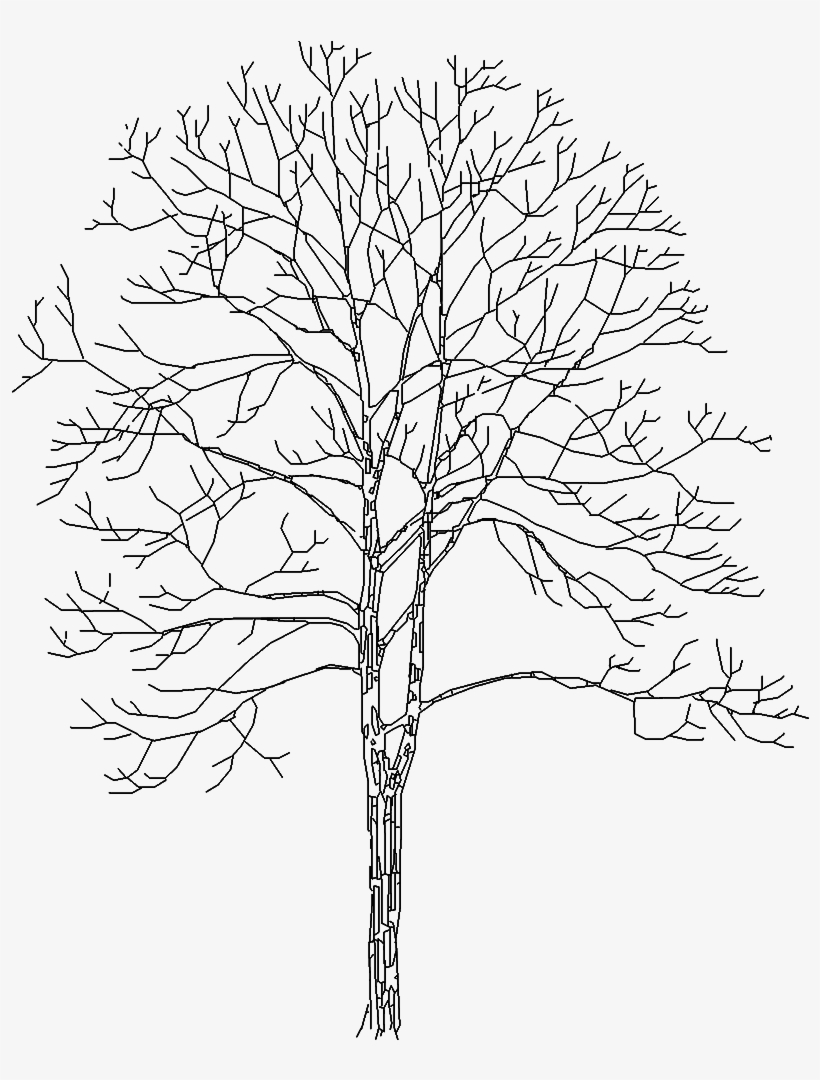 Pond Pine, transparent png