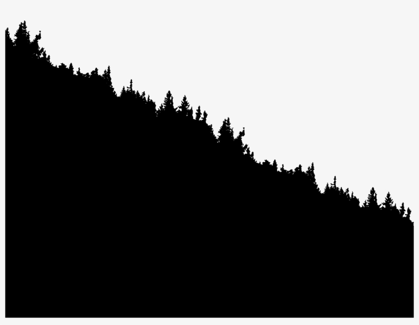 Big Image - Shortleaf Black Spruce, transparent png